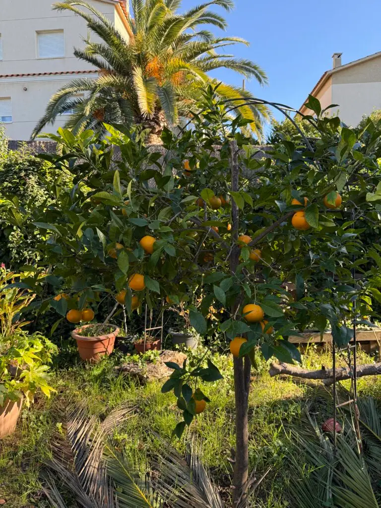 Appelsinene i Cunit